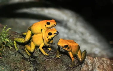 Papier Peint photo Grenouille yellow tree frogs copulating