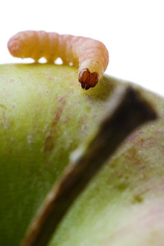 a common worm standing on an apple