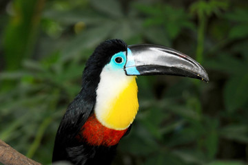 toucan