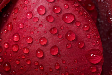 Tropfen auf Rosenblatt