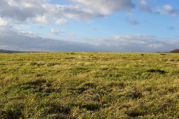 Fototapeta premium Wiese - meadow 27