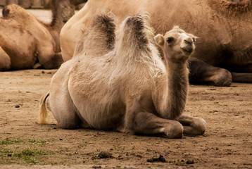 Bactrian Camel (Camelus Bactrianus)