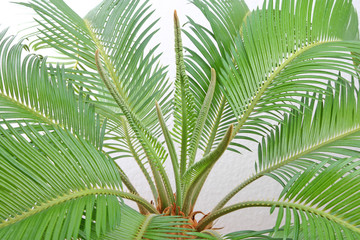 Isolated cycas leafes, white background