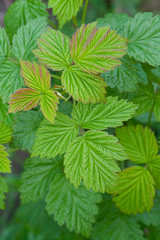 Close up of Fresh Raspberry Leaves