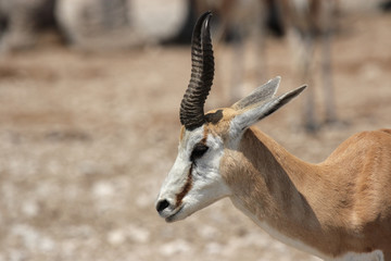 Portrait eines Springbocks im Etosha-Nationalpark, Namibia