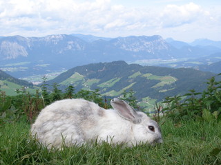 Weiss graues kaninchen im tiroler hochgebirge