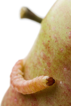 a common worm creeping on an apple