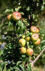 Autumn harvest. Closeup of apple-tree branch