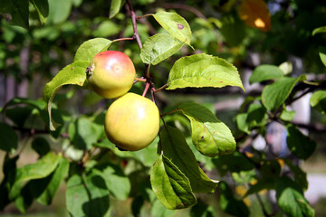 Closeup of pair of apples on the branch