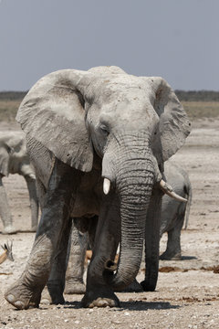 Elefant im Etosha-Nationalpark, Namibia