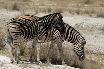 Fototapeta na wymiar Zebramutter mit Fohlen im Etosha-Nationalpark, Namibia