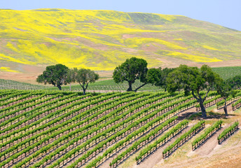 A wine vineyard near Santa Barbara, California. - 9353324