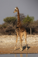 Giraffe von hinten im Etosha-Nationalpark, Namibia