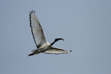 Heiliger Ibis (Threskiornis aethiopicus)