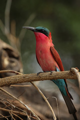 Scharlachspint (Merops nubicoides) im Okavango Delta, Botswana
