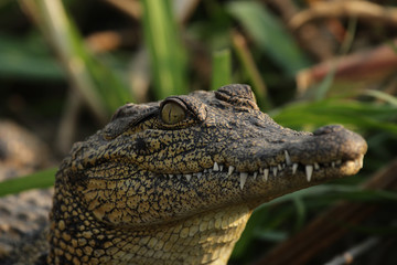 Nilkrokodil (Crocodylus niloticus) im Okavango Delta, Botswana
