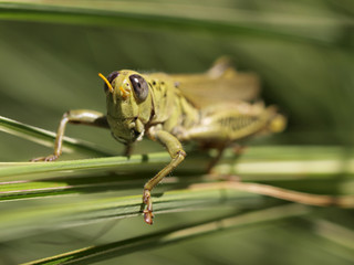 Grasshopper (Melanoplus Differentialis)