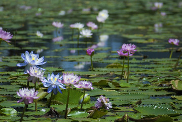 Fototapeta premium a pond with pink water lilies