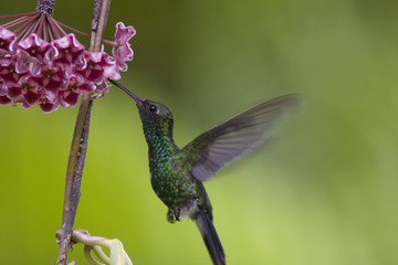 Berryline Hummingbird
