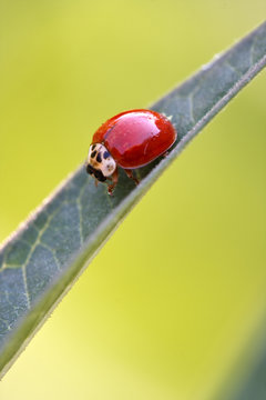 Lady Bug (Hippodamia Convergens)