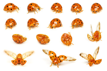 A series of ladybirds isolated on white background.