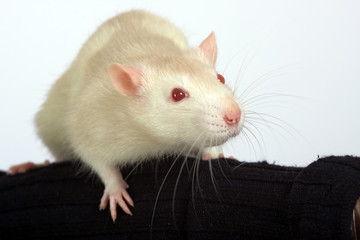 Portrait of the rat sitting on a hand of the person
