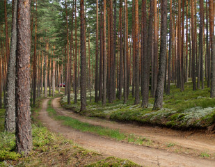 Fototapeta premium forest