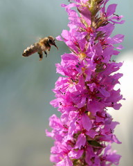 bee collecting nectar, close-up
