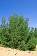 magnificent pine
