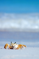 crab tulum