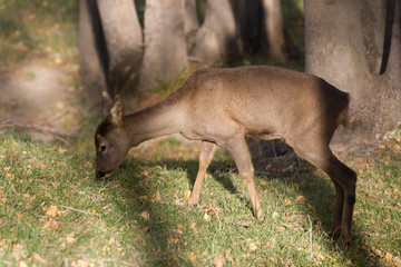 Roe deer in the forest