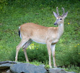whitetail buck at sunset with grassy background
