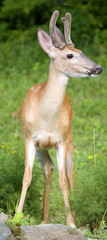whitetail deer buck with velvet on his antlers