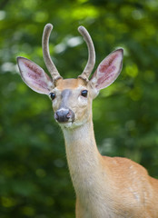 Obraz premium whitetail buck with a background of green woods