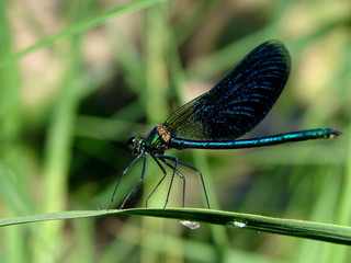 Black Dragonfly