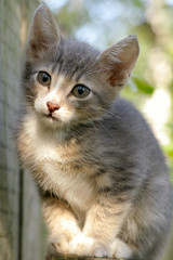 Fototapeta premium Gray kitten