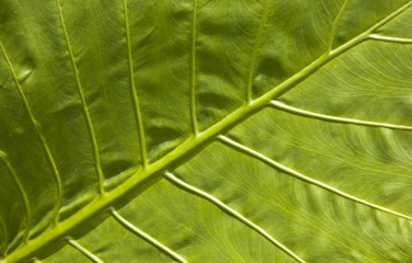 Fototapeta na wymiar Alocasia leaf