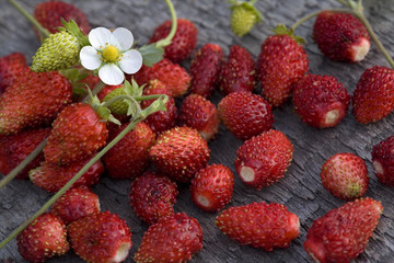 wild strawberry