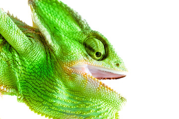 Chameleon. Isolation on white/ exotic