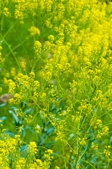flower with small DOF. spring