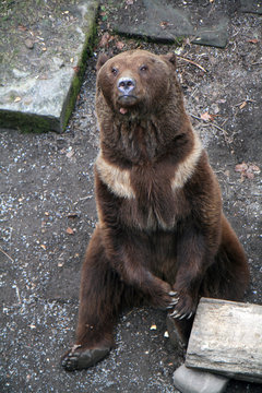 Brown Bear In The Bear Pit At Bern, Switzerland