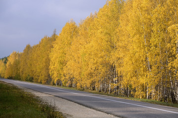 Fototapeta premium Autumn road among birch groves.