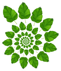Green Leaf Pattern - obrazy, fototapety, plakaty