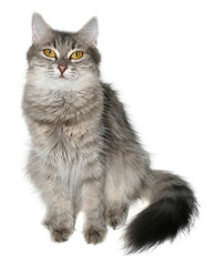 Grey cat on a white background.