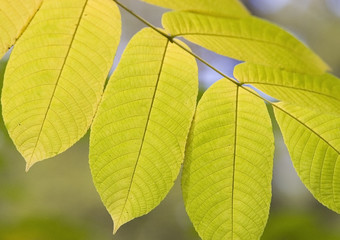 Bright yellow leaf and sky