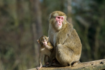 Naklejka na ściany i meble mother monkey with her baby