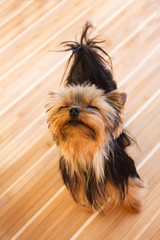 funny dwarf terrier on the bamboo mat