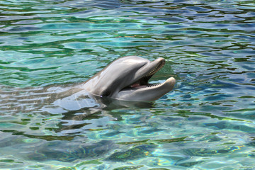 Fototapeta premium dolphin