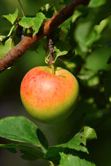 Apple on a branch