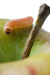 a common worm creeping on an apple